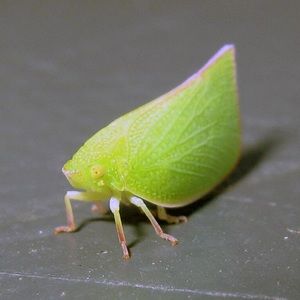 Meet your Posher, Gunnar